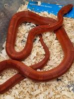 Diverse rode Rattenslang, Pantherophis guttatus,korenslangen, Dieren en Toebehoren, Reptielen en Amfibieën, Slang, 0 tot 2 jaar