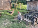 Marans haan, Dieren en Toebehoren, Mannelijk, Kip