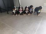 Prachtige berner sennen pups, Dieren en Toebehoren, Parvo, Overige rassen, 8 tot 15 weken, Meerdere