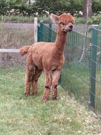 Alpaca ruin. Herplaatsing !!!!, Dieren en Toebehoren, Juni, Mannelijk
