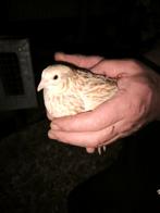 Japanse kwartel heb van vorig jaar juni, Dieren en Toebehoren, Vogels | Overige Vogels, Vrouwelijk, Tropenvogel
