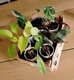 Kamerplanten mini's pakket, Ophalen, Halfschaduw, Minder dan 100 cm