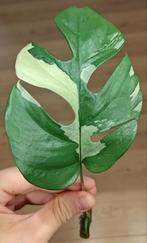 Rhaphidophora tetrasperma variegata (monstera minima), Huis en Inrichting, Kamerplanten, Groene kamerplant, Ophalen of Verzenden