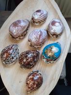 Leuke verzameling schelpen 8 stuks, Verzenden, Fossiel