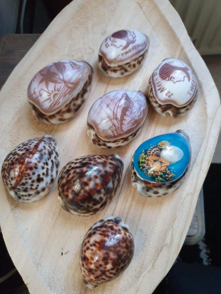 Leuke verzameling schelpen 8 stuks, Verzamelen, Mineralen en Fossielen, Fossiel, Verzenden