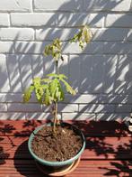 Bonsai Eik 2013, Tuin en Terras, Planten | Bomen, Minder dan 100 cm, Overige soorten, Ophalen