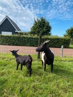 Lakenvelder koppel, Meerdere dieren, Geit