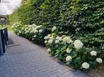 Annabelle Haag plant, Tuin en Terras, Planten | Struiken en Hagen, Ophalen of Verzenden, 100 tot 250 cm