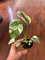 Monstera Mint, Ophalen of Verzenden, Overige soorten, Minder dan 100 cm