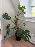 Monstera (gatenplant) met pot en mosstok, Huis en Inrichting, Kamerplanten, Ophalen, Halfschaduw, Minder dan 100 cm