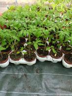 Tomatenplanten, Tuin en Terras, Planten | Tuinplanten, Zomer, Ophalen, Groenteplanten, Eenjarig