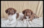 Enthousiaste lieve Friese Stabij x Australian Shepherd pups!, Dieren en Toebehoren, Overige rassen, 8 tot 15 weken, CDV (hondenziekte)