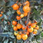 Cherry tomatenplanten in alle kleuren, Zomer, Ophalen, Groenteplanten, Eenjarig