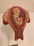 Anatomisch model foetus in baarmoeder, Ophalen of Verzenden