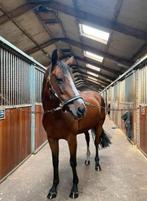 Pony te koop, Merrie, Minder dan 160 cm, B, 11 jaar of ouder