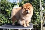 Chow Chow teef, Dieren en Toebehoren, Rabiës (hondsdolheid), 1 tot 2 jaar, Teef, Poolhond
