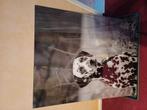Te koop.Dalmatier op glasplaat plastic.Niet breekbaar., Ophalen of Verzenden, Schilderij, 50 tot 75 cm