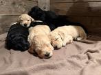 Labradoodle Doodle Puppy’s, Dieren en Toebehoren, Honden | Niet-rashonden, Rabiës (hondsdolheid), 8 tot 15 weken, Meerdere, Meerdere dieren