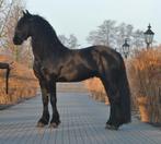 super knappe friese ruin, Ruin, Dressuurpaard, 3 tot 6 jaar, 160 tot 165 cm