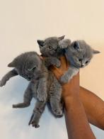 Britse korthaar kittens, Meerdere dieren, Kortharig, 0 tot 2 jaar
