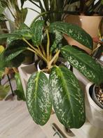 Aglaonema onyx green, Huis en Inrichting, Ophalen of Verzenden, Halfschaduw, Minder dan 100 cm