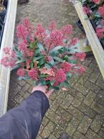 Skimmia japonica 'Rubella', Tuin en Terras, Planten | Tuinplanten, Ophalen, Overige soorten, Halfschaduw