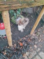 Gratis Haantjes Usa Zijdehoen, Dieren en Toebehoren, Mannelijk, Kip