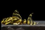 L-Nummers: L288 Peckoltia sp., Dieren en Toebehoren, Vissen | Aquariumvissen, Vis, Zoetwatervis