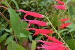 Salvia elegans ananas salie kuipplant rode bloemen, Ophalen, Zomer, Kruiden, Volle zon