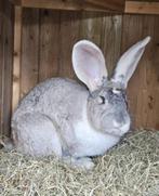 Chelmon zoekt een huisje! (ram gecastreerd en gevaccineerd), Dieren en Toebehoren, Mannelijk, Groot, 0 tot 2 jaar