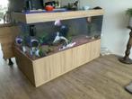 Aquarium en vissen, Dieren en Toebehoren, Vis, Zoetwatervis