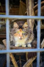 Maine coon poes met stamboom en testen, niet gesteriliseerd, Dieren en Toebehoren, Katten en Kittens | Raskatten | Langhaar, Poes