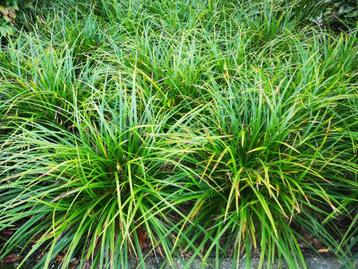 Planten Carex Morowii siergras bodembedekker groter dan P9 beschikbaar voor biedingen