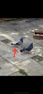 Takla duiven vermist, Dieren en Toebehoren, Vogels | Duiven, Vrouwelijk, Tuimelaar of Roller