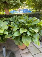 2 Grote Hosta Planten 'Grandiflora', Tuin en Terras, Planten | Tuinplanten, Ophalen, Overige soorten, Halfschaduw