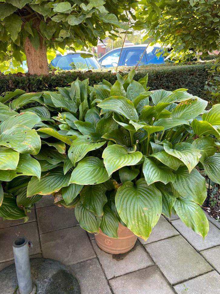 2 Grote Hosta Planten 'Grandiflora', Tuin en Terras, Planten | Tuinplanten, Overige soorten, Halfschaduw, Ophalen
