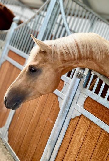 DROOMPAARD! 3 jarige Palomino Dressuurhengst Qaside X Apache beschikbaar voor biedingen