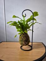 Zwevende mosbol aan standaard, Groene kamerplant, Ophalen of Verzenden, Halfschaduw, Minder dan 100 cm