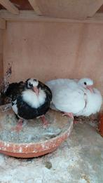 Mooi koppeltje bastaard piepers, Dieren en Toebehoren, Vogels | Duiven, Meerdere dieren