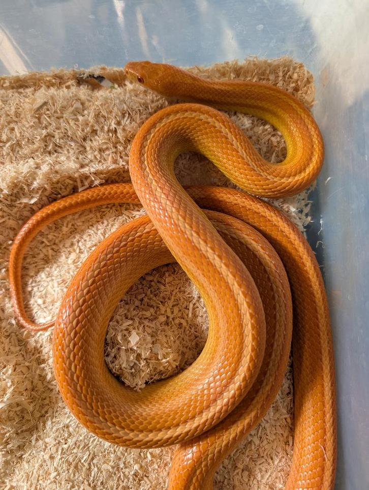 0.1 Amel tessera het. Blizzard/ het motley '21 Rattenslang