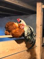 Prachtige volwassen haan Araucana x Merans, Mannelijk, Kip