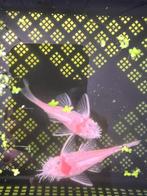 Ancistrus Snow White, Dieren en Toebehoren, Vis