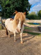 Shetlander / Shetland pony, Dieren en Toebehoren, Paarden, Merrie, Recreatiepaard