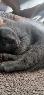 Ragdoll Britse korthaar x kitten poesje., Poes, Ontwormd, 0 tot 2 jaar
