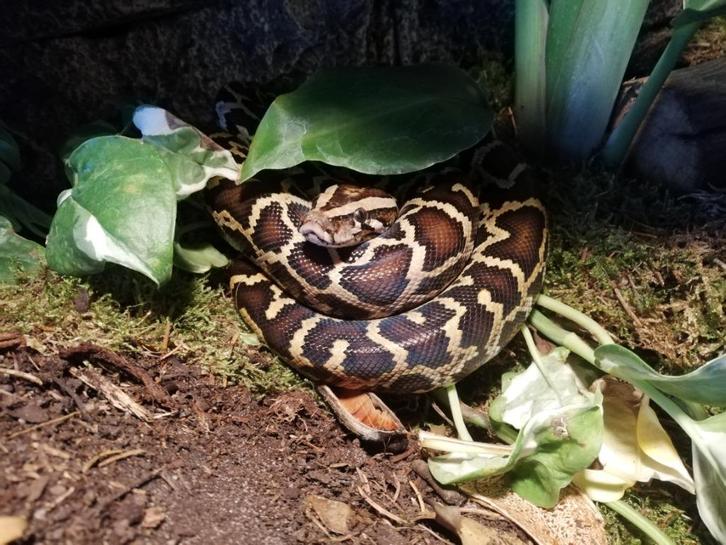 Tijgerpython, Dieren en Toebehoren, Reptielen en Amfibieën, Slang, 3 tot 6 jaar