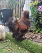 Huisje voor zijdehoen haantje, Dieren en Toebehoren, Mannelijk, Kip
