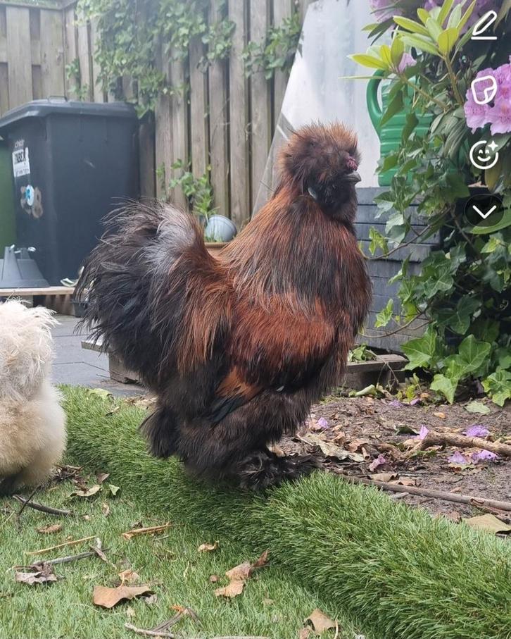 Huisje voor zijdehoen haantje, Dieren en Toebehoren, Pluimvee, Kip, Mannelijk