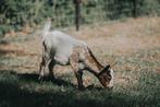 Hermelijn/schimmel geitje tekoop, Dieren en Toebehoren, Schapen, Geiten en Varkens, Vrouwelijk, Geit, 0 tot 2 jaar