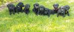 Mooie zwarte labrador pups, Dieren en Toebehoren, 8 tot 15 weken, Meerdere, Meerdere dieren, Nederland