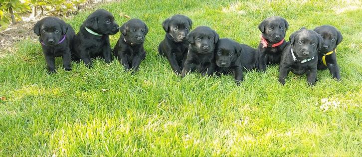 Mooie zwarte labrador pups, Dieren en Toebehoren, Honden | Retrievers, Spaniëls en Waterhonden, Meerdere dieren, Particulier, Meerdere